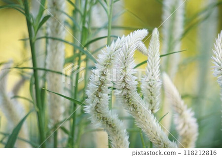 Celosia flower spike 118212816
