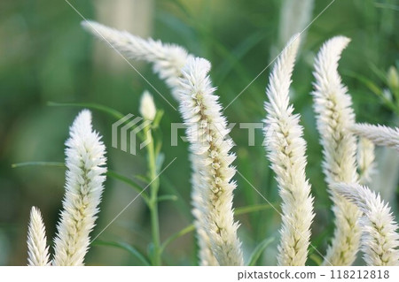 雞冠花花穗 118212818