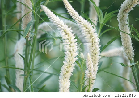 Celosia flower spike 118212819