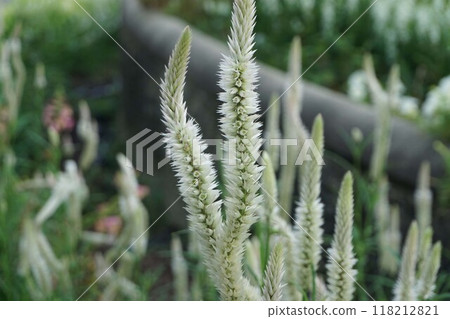 Celosia flower spike 118212821
