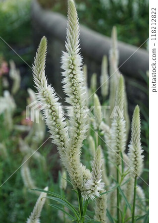 Celosia flower spike 118212822