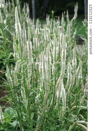 雞冠花花穗 雞冠花花穗 118212825