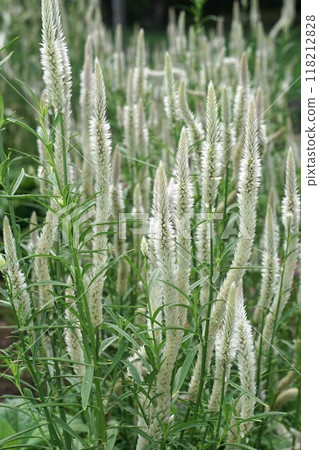 Celosia flower spike Celosia flower spike 118212828