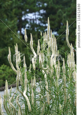 Celosia flower spike Celosia flower spike 118212830