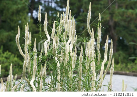 雞冠花花穗 雞冠花花穗 118212831
