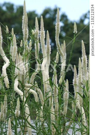 Celosia flower spike 118212834