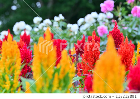 多彩的Keito 多彩的Keito 118212891