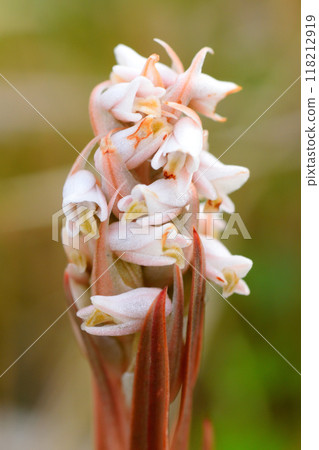 Chikushikinuran 118212919