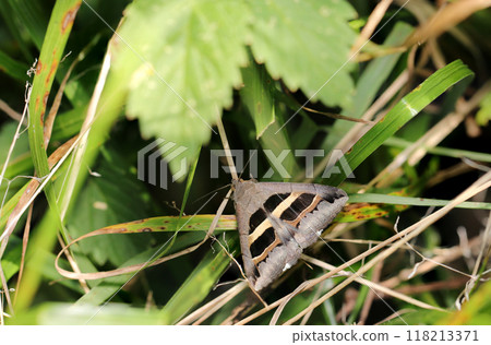 藏在草津灌木叢的中格羅布蛾成蟲(自然光微距特寫) 藏在草津灌木叢的中格羅布蛾成蟲(自然光微距特寫) 118213371