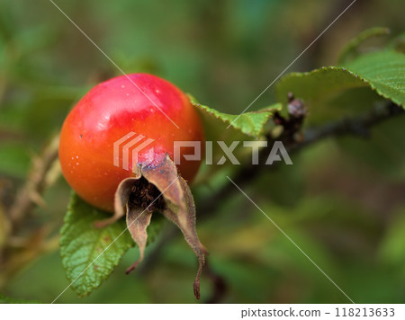Orange-colored rosehip fruits ripening in September 118213633