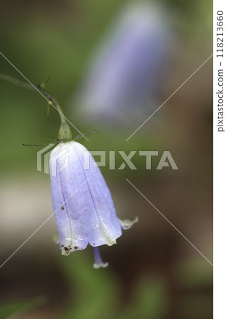 公園裡開花的胡蘿蔔 公園裡開花的胡蘿蔔 118213660