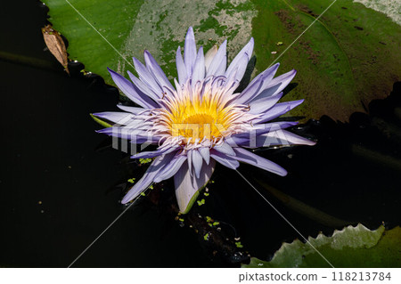  Lotus 118213784