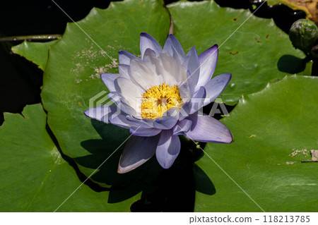  Lotus 118213785