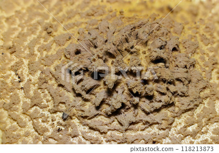 Image of the shattered cap of Amanita phalloides (Amanita phalloides, natural light + strobe, macro close-up) 118213873