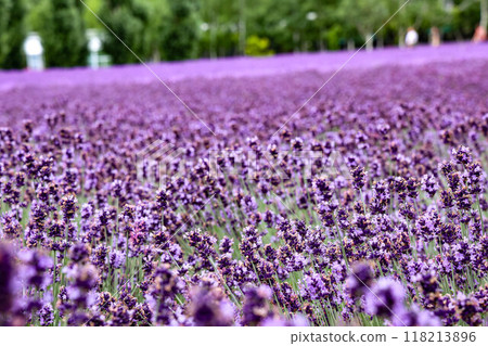 A lavender field spreading all over 118213896