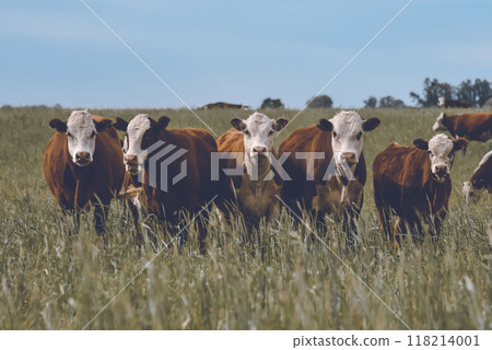 Cattle raising  with natural pastures in Pampas countryside, La Pampa Province,Patagonia, Argentina. 118214001