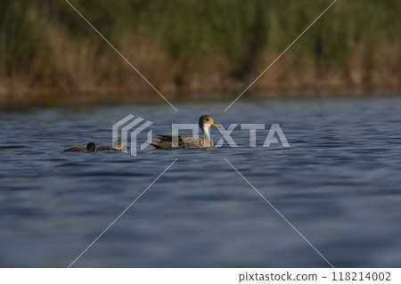Southern wigeon, Anas sibilatrix, in marsh environment, La Pampa Province, Patagonia, Argentina. Southern wigeon, Anas sibilatrix, in marsh environment, La Pampa Province, Patagonia, Argentina. 118214002