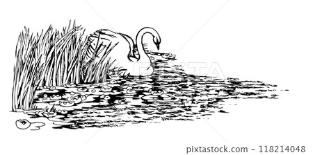Vector drawing. Two swans in the park lake. 118214048