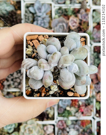 Pachyphytum Oviferum on natural colorful succulent plant flower background Pachyphytum Oviferum on natural colorful succulent plant flower background 118214102