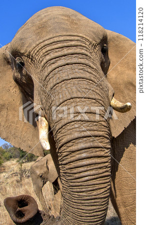 Elephant, South Africa 118214120