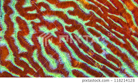 Brain Coral, Bunaken National Marine Park, Bunaken, Indonesia Brain Coral, Bunaken National Marine Park, Bunaken, Indonesia 118214128