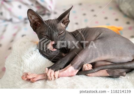 Relaxed Sphynx Cat Lounging on Soft Bed 118214139
