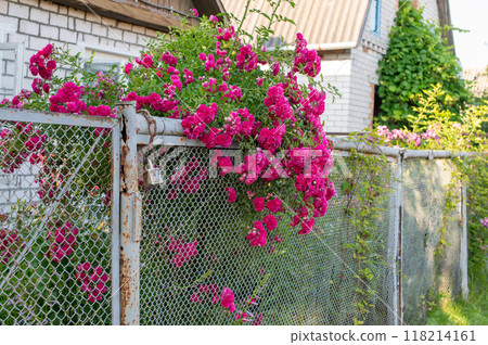 Blooming Pink Roses on Rustic Garden Fence 118214161
