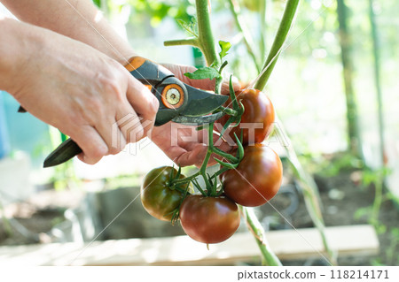 Gardener Pruning Tomato Plants in a Greenhouse 118214171