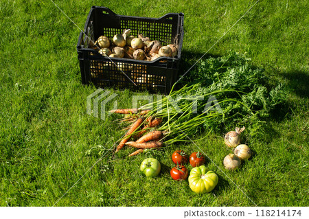 Fresh Organic Vegetables on Green Grass in Sunlight 118214174