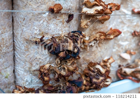 Close-Up of Dried Mushrooms on a Cultivation Log Close-Up of Dried Mushrooms on a Cultivation Log 118214211