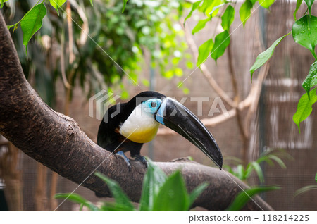 Toucan with large black beak perched on a tree branch surrounded by green foliage Toucan with large black beak perched on a tree branch surrounded by green foliage 118214225