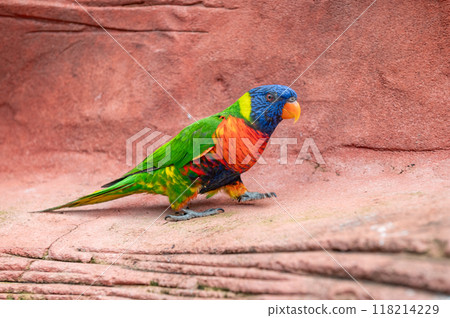 Colorful rainbow lorikeet perched on a rock with blurred green foliage in the background. 118214229