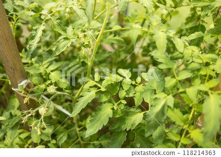 Beds with bushes of green tomatoes in the open ground tied to a wooden peg. Greenhouse with tomato bushes. Green seedlings. Agriculture and horticulture. 118214363
