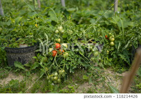 Beds with bushes of green tomatoes in the open ground tied to a wooden peg. Greenhouse with tomato bushes. Green seedlings. Agriculture and horticulture. Beds with bushes of green tomatoes in the open ground tied to a wooden peg. Greenhouse with tomato bushes. Green seedlings. Agriculture and horticulture. 118214426