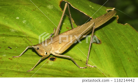 Tropical Grasshopper, Amazonia 118214442