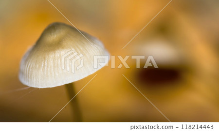 Wild Mushroom, Sierra de Guadarrama National Park, Spain 118214443