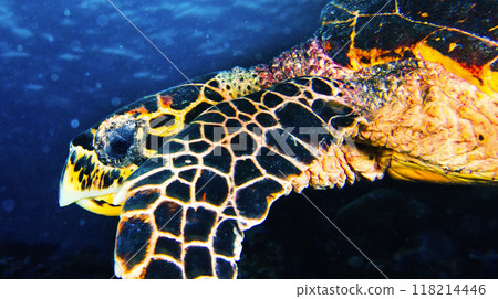 Hawksbill Sea Turtle, Maldives 118214446