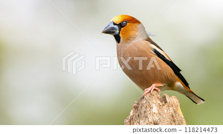 Hawfinch 118214473