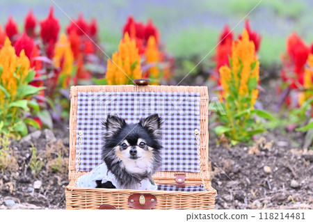 Cute Chihuahua and colorful celosia 118214481