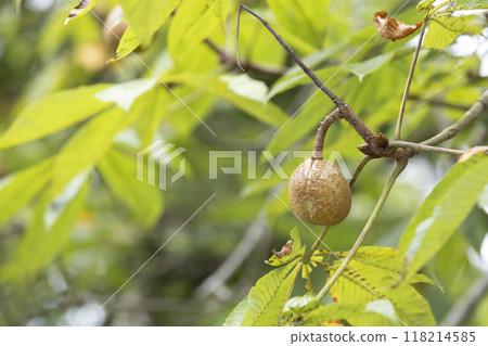 Horse chestnuts growing on a horse chestnut tree Horse chestnuts growing on a horse chestnut tree 118214585