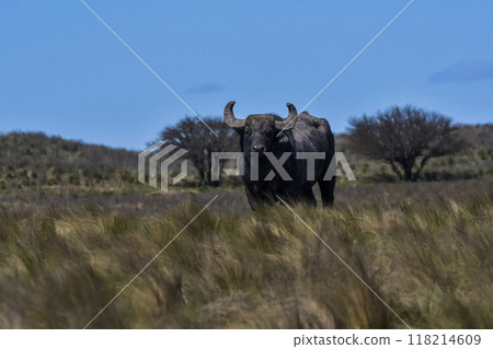 Water buffalo, Bubalus bubalis, species introduced in Argentina, La Pampa province, Patagonia. 118214609