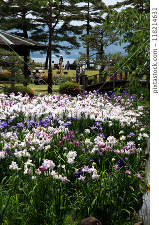 長崎縣大村市大村公園串島城護城河遺址菖蒲花園景觀 長崎縣大村市大村公園串島城護城河遺址菖蒲花園景觀 118214631