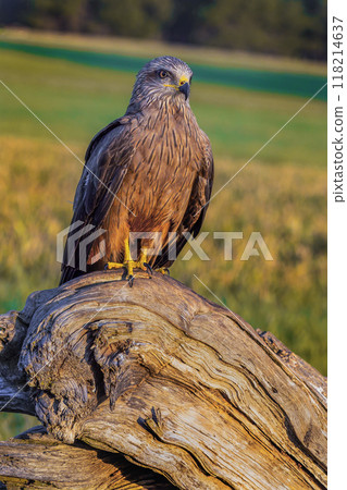 Black Kite Black Kite 118214637
