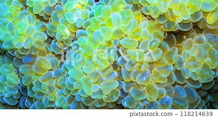 Opal Bubble Coral, Red Sea, 118214639