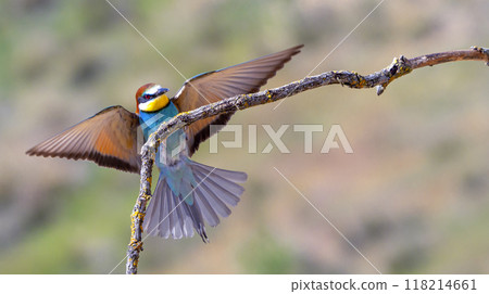 Bee-eater 118214661