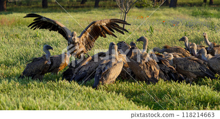 Eurasian Griffon Vulture Eurasian Griffon Vulture 118214663