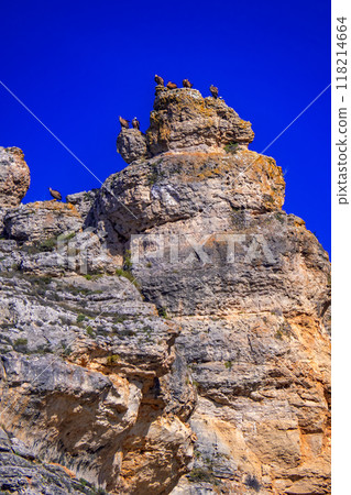 Eurasian Griffon Vulture, Spain 118214664