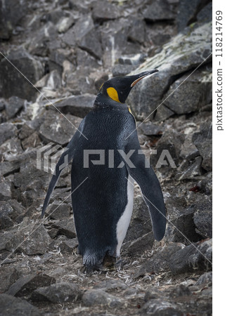Emperor penguin,Aptenodytes forsteri, in Port Lockroy, Goudier island, Antartica. 118214769