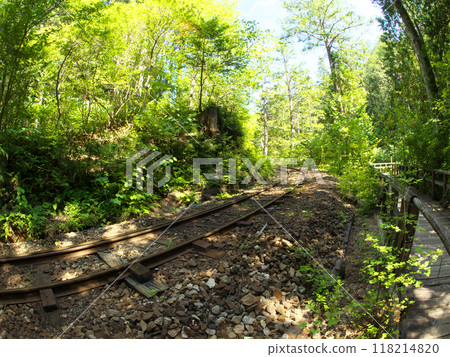 Single track running through fresh greenery 118214820