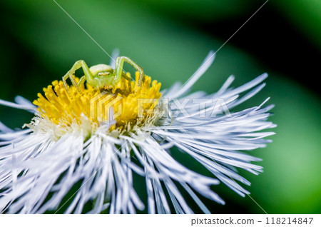 A spider waiting for prey on a flower of the anemone 118214847
